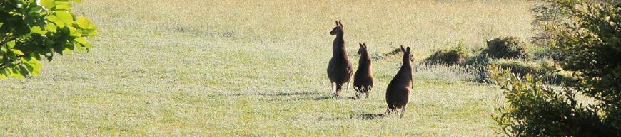 Kangaroo Valley Kangaroos